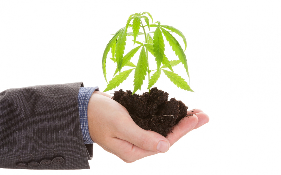 Adapting to Cannabis Business Changes